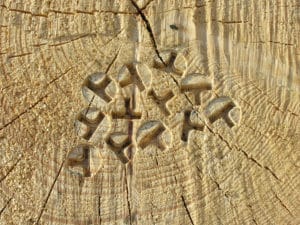 The OtmetkaID marking system stamps a unique code in the root end of each log.