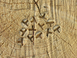 Timber is stamped with OtmetkaID, a marking system that provides guaranteed timber traceability.