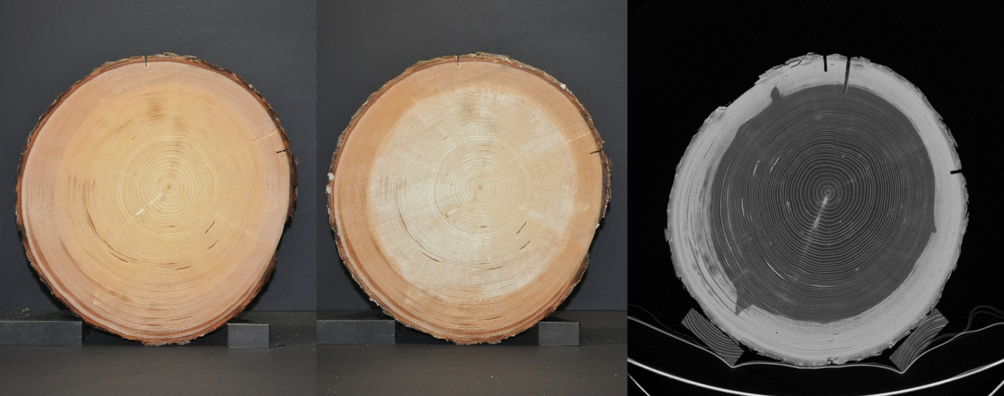 Cameras that record different spectral wavelength bands reveal different wood properties. With fixed reference markings, a log stamped with OtmetkaID, geometric calculations are easily guaranteed from the image such as the percentage of core wood.